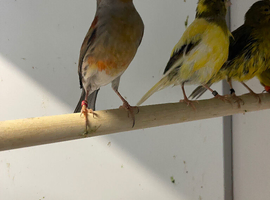 Harlaquin canary Cock bird