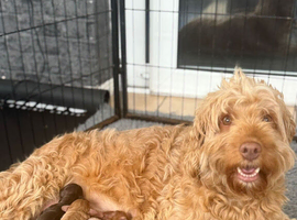 Black Cockapoo Pups ***only 1 remaining***