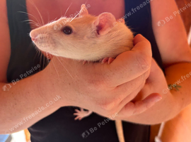 3 adult female rats