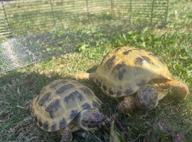 Horsefield tortoises x3 with enclosure