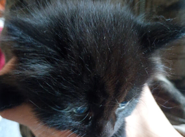 1 Kittens For Sale