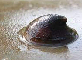 Limpet snails