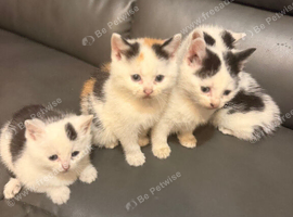 Kittens