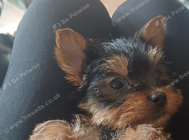 4 yorkshire terriers