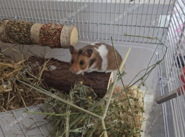 Syrian hamster