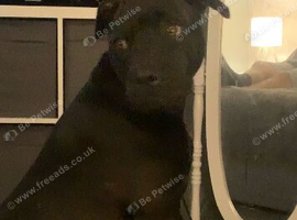 Tillie needs a good home