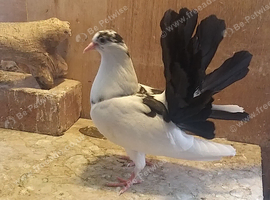 English garden fantail pigeons