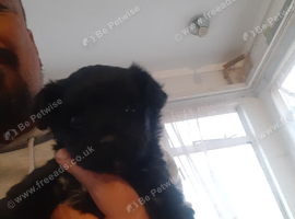 Male mini yorkie poo
