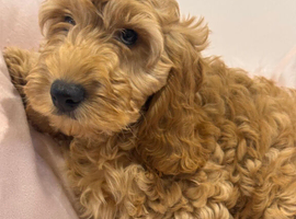 Quality Show  Cockapoo Puppies