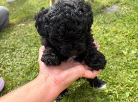 Teddy Bear Dog