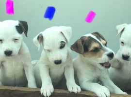 8 week old Parson jack Russell pups In Leicestershire