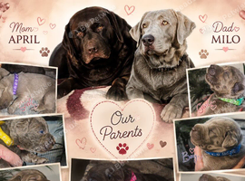 ️Beautiful Labrador Retriever Puppies &ndash; Silver & Chocolate
