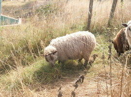 Shetland x ram lamb with beautiful fleece