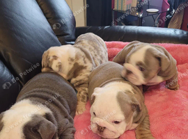 Beautiful Bulldogs pups available