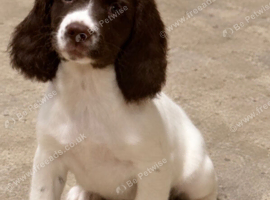 Exceptional English springer spaniel pups