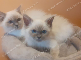 Ragdoll kittens