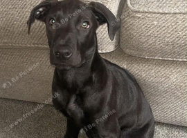 Roco