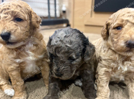 3 beautiful girl poodles