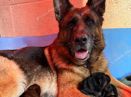 KC Registered GSD male puppies for sale