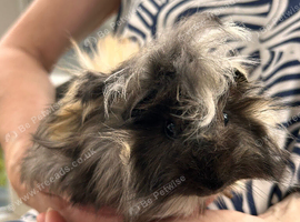 Guinea Pig - Baby Boy