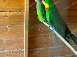 Barraband pair