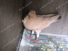 I have some gud birds for sale