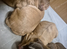 Stunning boy puppies