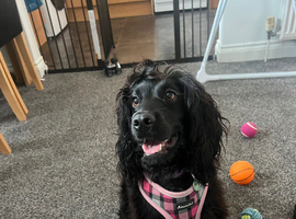 Black show cocker spaniel