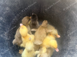Indian runner cross ducklings