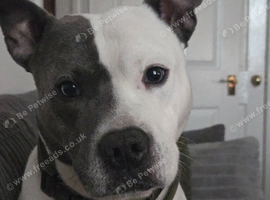 Gorgeous buster