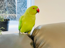 Stunning young Indian ringnick parrot