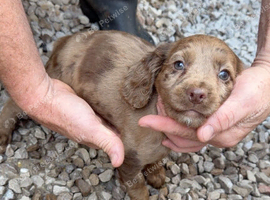 Adorable cocker spaniel puppies