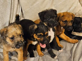 Lovely jack Russell puppies