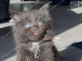 Kitten