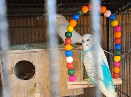Budgies