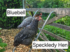 3 Hybrid Chickens