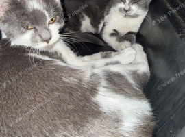 Female kittens