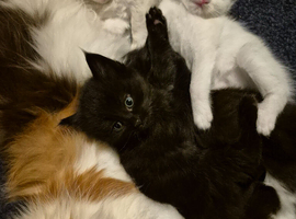 Kitens