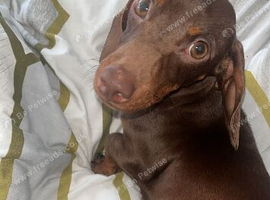 Beautiful 11 month old she is a Kinenchen smaller than miniature girl.