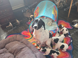 Pups for sale born 30/05/2026