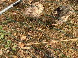1 week old quail reserve now