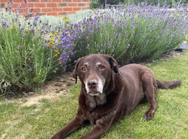 Female 12 year old chocolate labrador