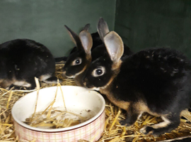 Rex rabbits for sale