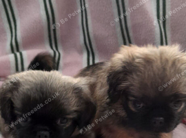 Pekingese  cross  yorkie poo