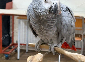 Congo African grey