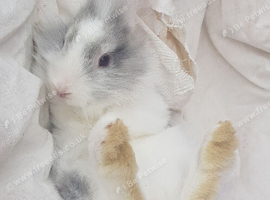 Female young Netherlands dwarf lionhead