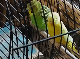 Couple of budgies