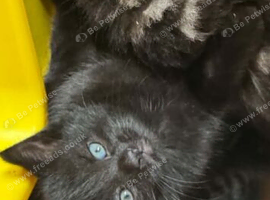 Black kitten ready now