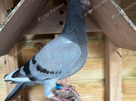 Young racing pigeon