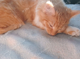Female kitten